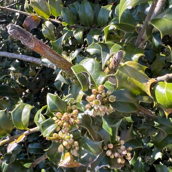 Ilex aquifolium Blad