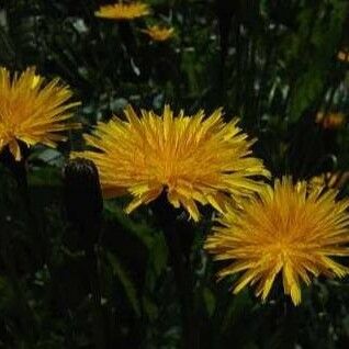 Leontodon hispidus Flower