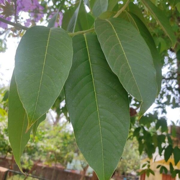 Lagerstroemia speciosa 葉