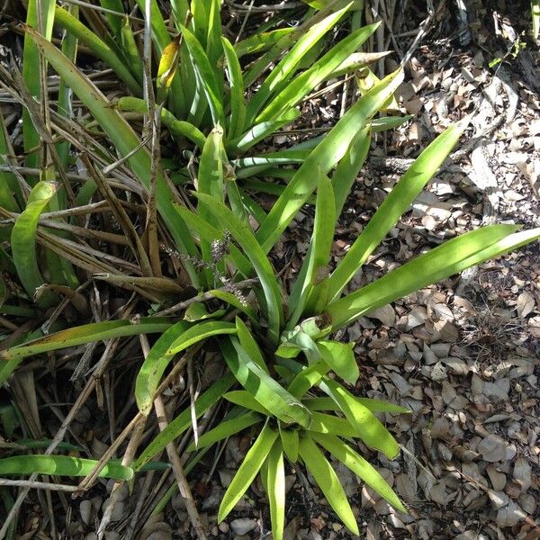 Bromelia karatas 整株植物