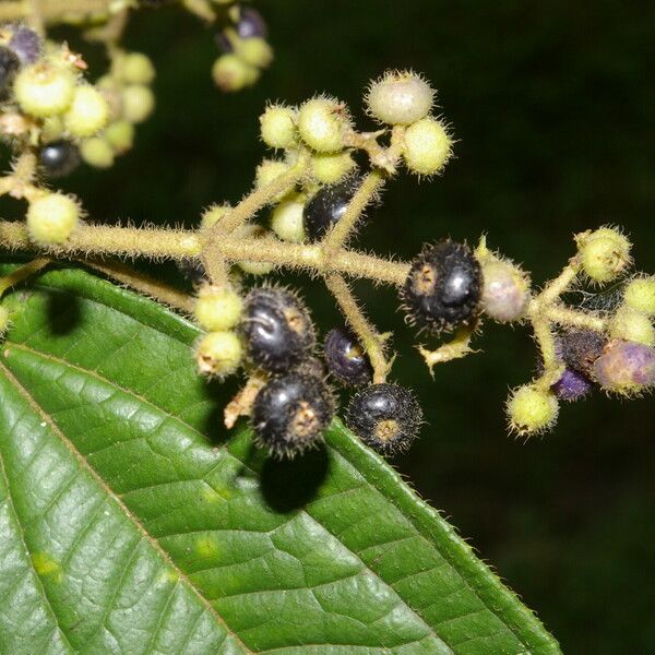 Miconia ibaguensis List