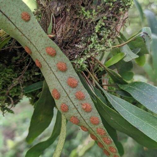 Pleopeltis macrocarpa Frunză
