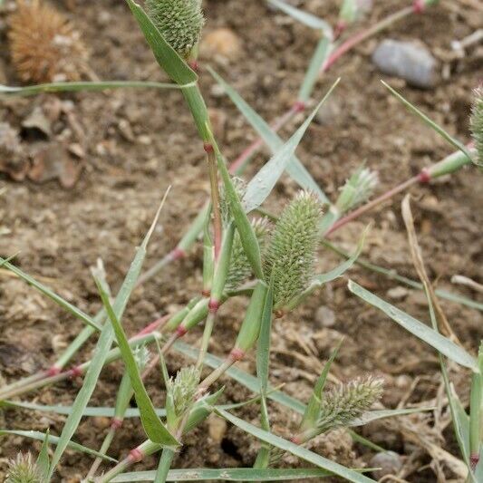 Crypsis schoenoides Altro