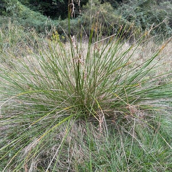 Scirpoides holoschoenus Leaf