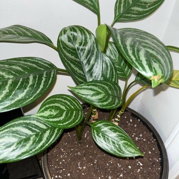 Aglaonema nitidum Blad