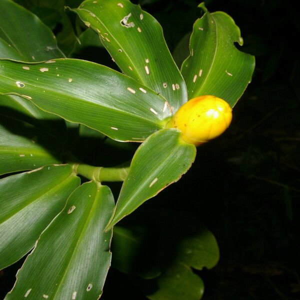 Costus wilsonii Flower