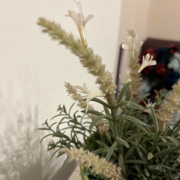 Artemisia ludoviciana ফুল
