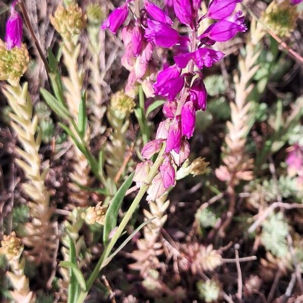 Polygala comosa Žiedas