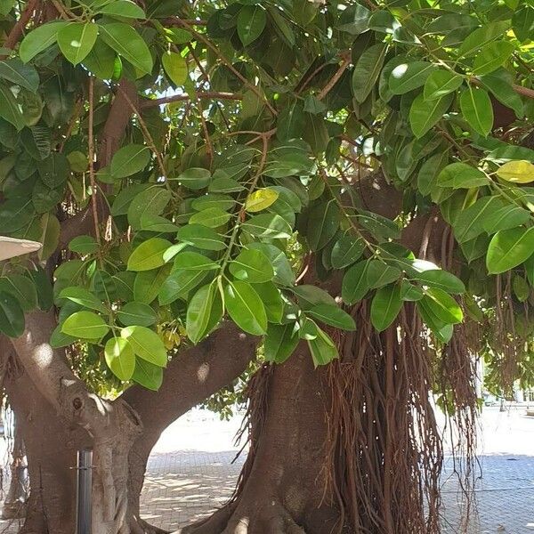 Ficus elastica Habit