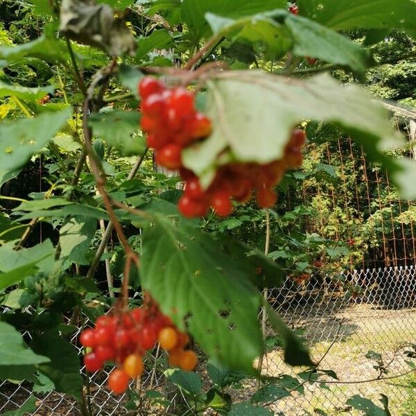 Viburnum opulus Owoc