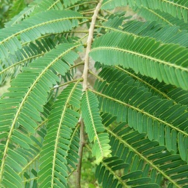 Phyllanthus emblica Leaf