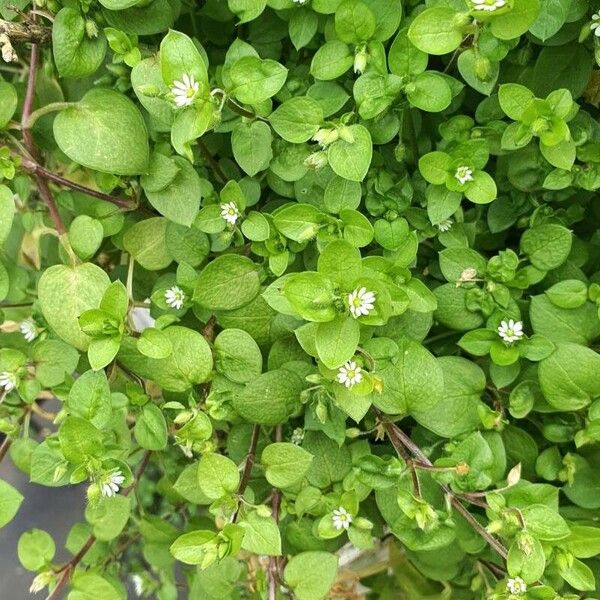 Stellaria media Habitat