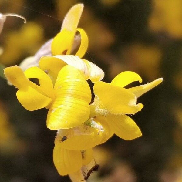 Genista acanthoclada Flor