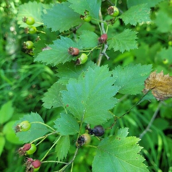 Crataegus submollis Leaf