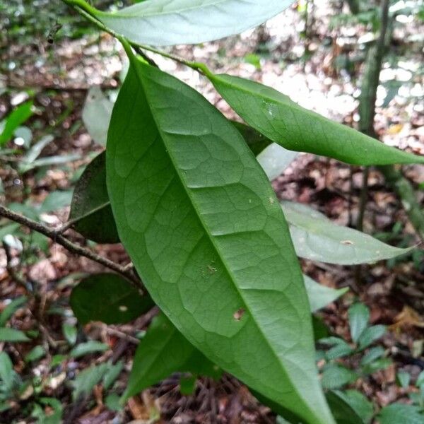 Drypetes variabilis ഇല