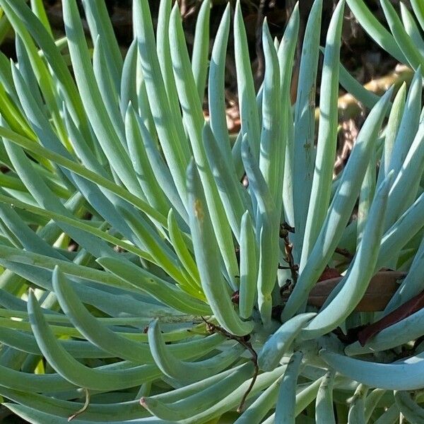 Curio talinoides Leaf