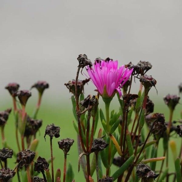 Carpobrotus edulis Blüte