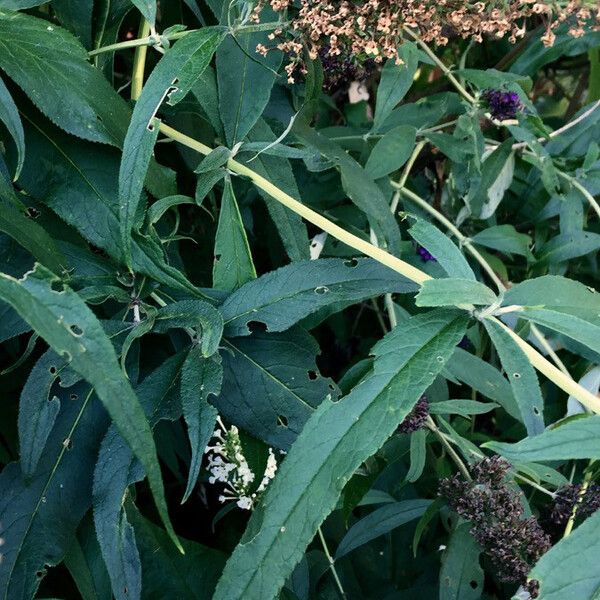 Buddleja davidii Leaf