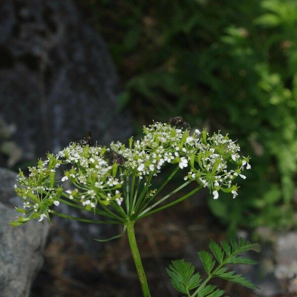 Anthriscus nitida Arall