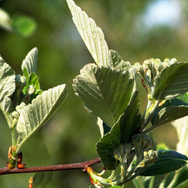 Sorbus aria List