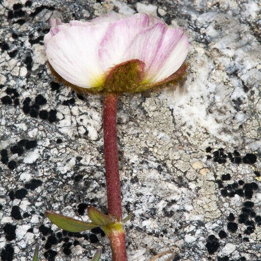 Ranunculus glacialis Кара