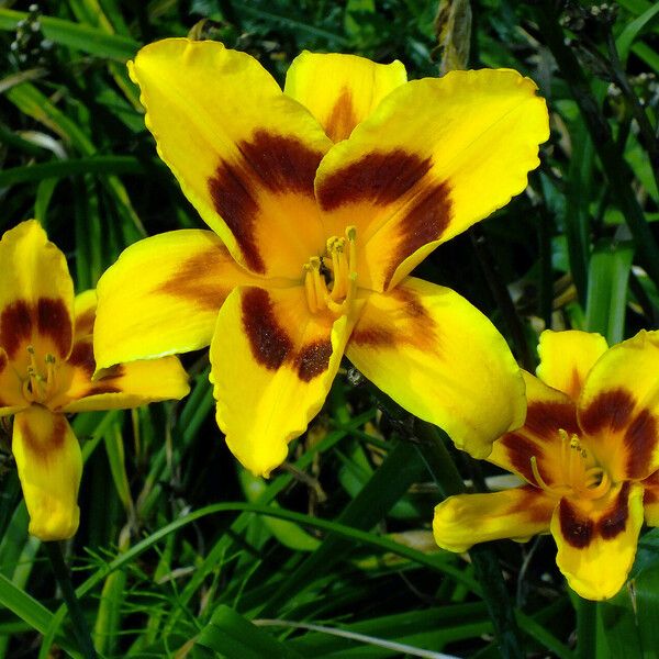 Hemerocallis lilioasphodelus Žiedas