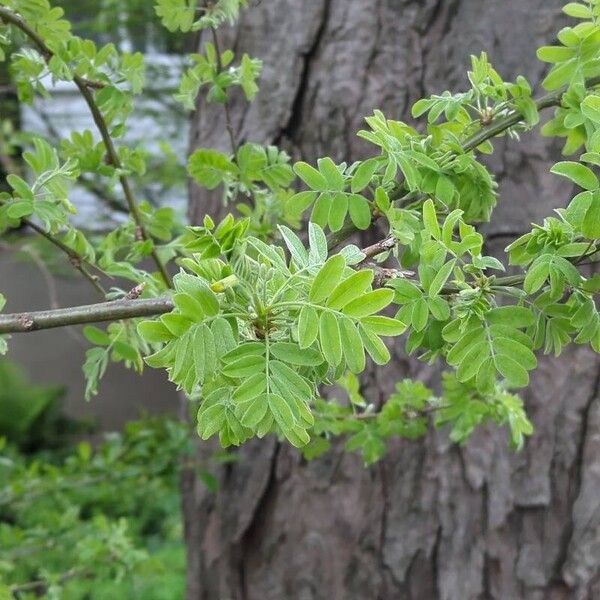 Caragana arborescens Leaf