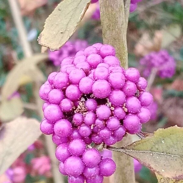 Callicarpa bodinieri Fruit