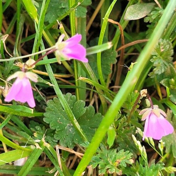 Erodium acaule Kvet