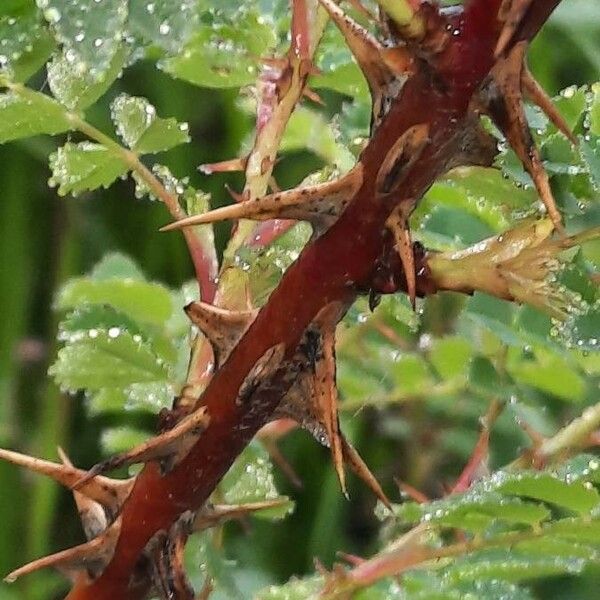 Rosa spinosissima ᱪᱷᱟᱹᱞᱤ