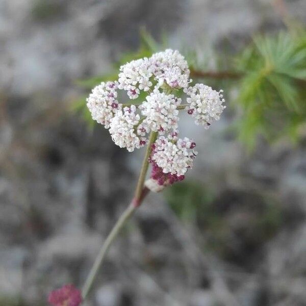 Seseli montanum Flor