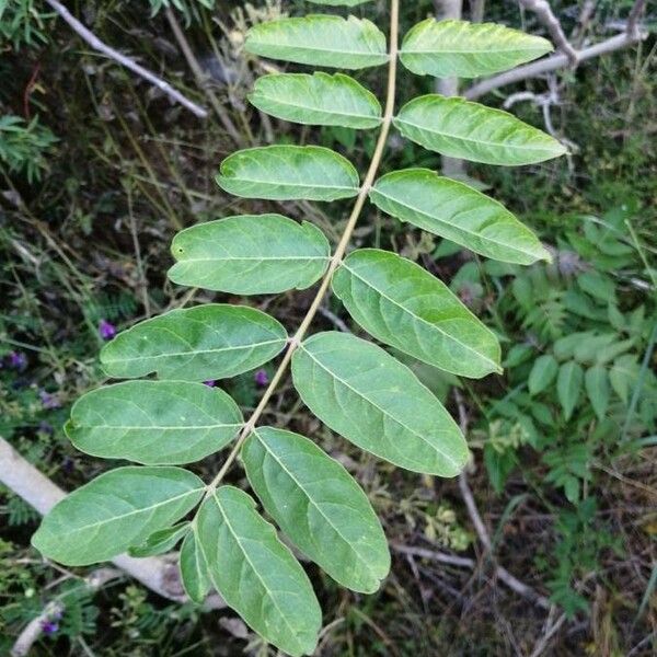 Ailanthus altissima পাতা