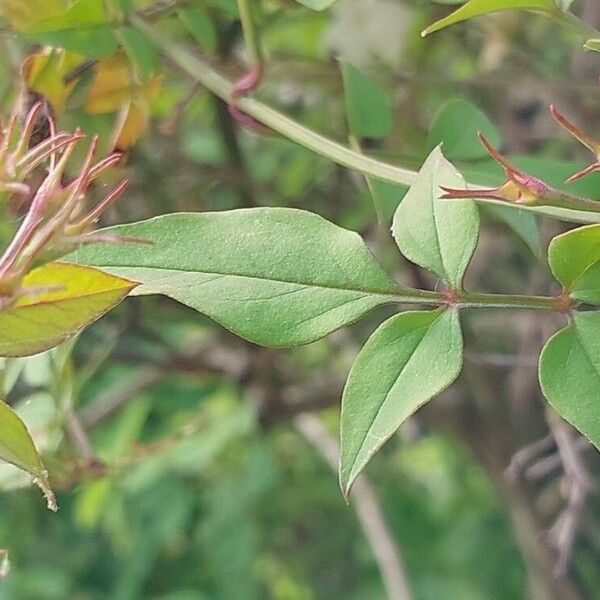 Jasminum grandiflorum Folio