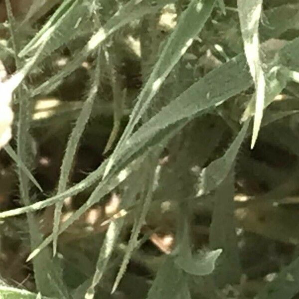Aeluropus lagopoides Leaf