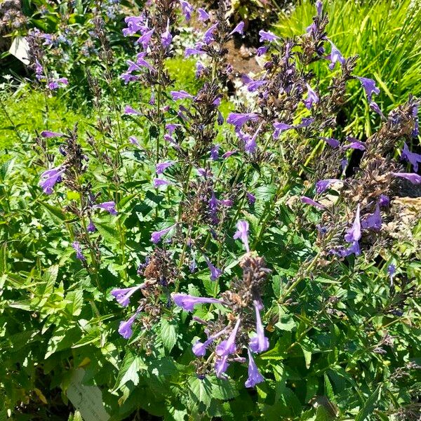 Nepeta sibirica Blomst