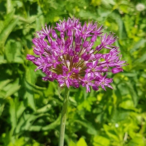 Allium giganteum Кветка