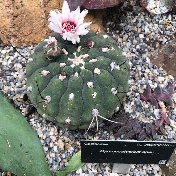 Gymnocalycium pflanzii Kvet