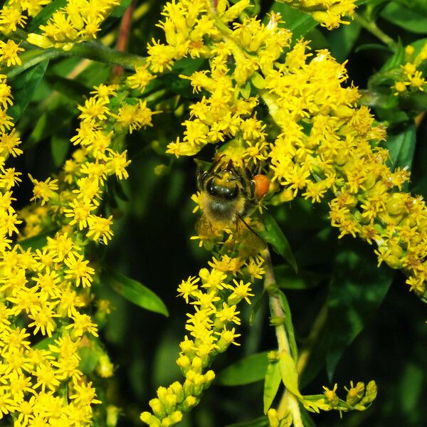 Solidago canadensis Flower