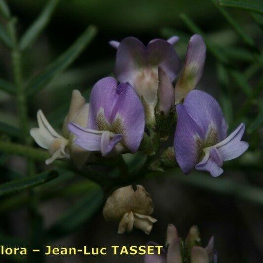 Astragalus austriacus Blomma