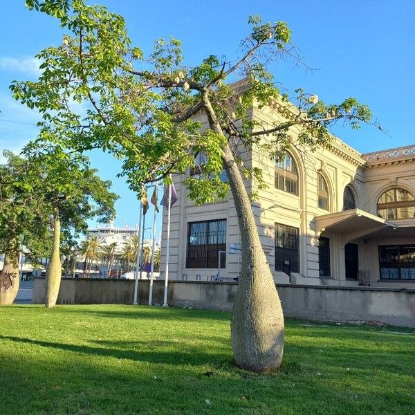 Ceiba speciosa बार्क (छाल)