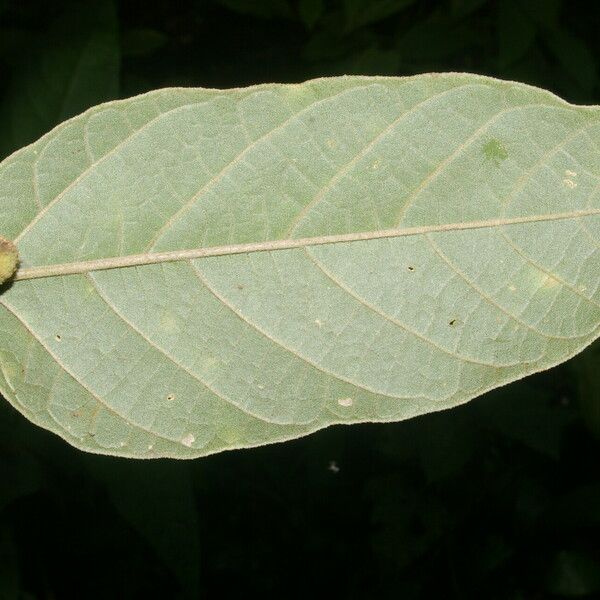 Croton billbergianus ഇല