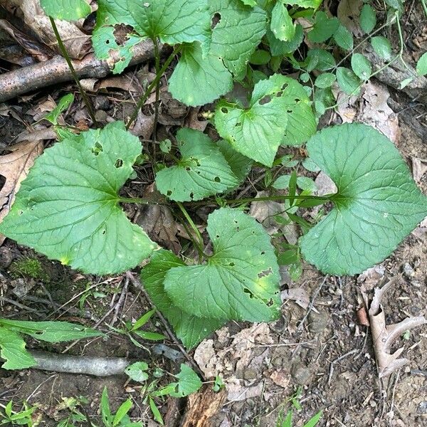 Viola pubescens पत्ता