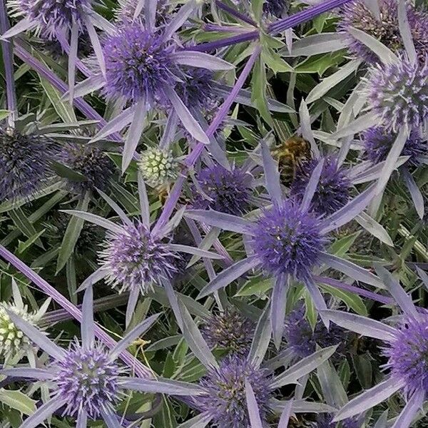 Eryngium bourgatii Квітка