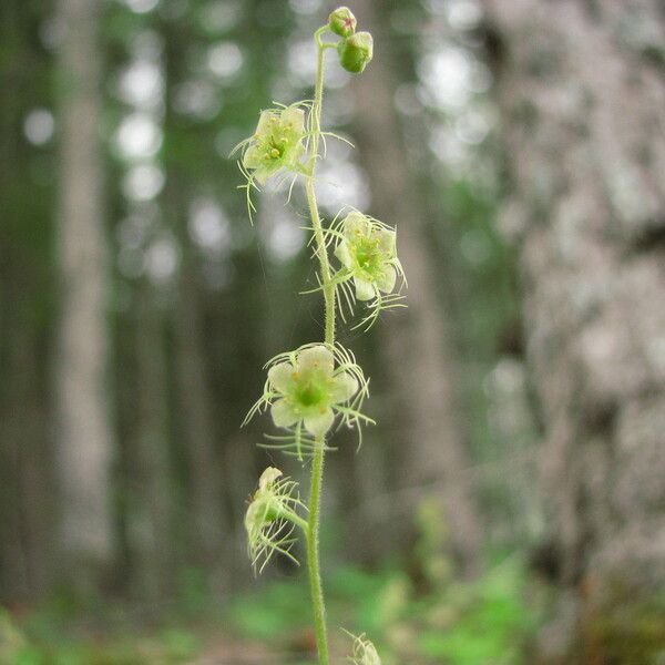 Mitella nuda 花