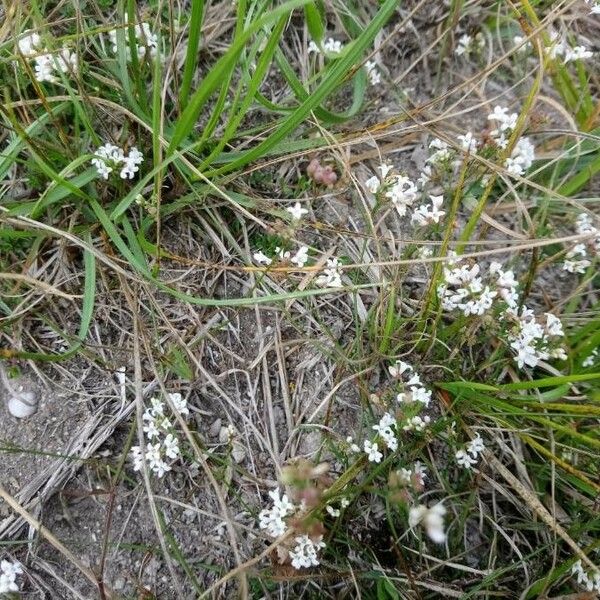 Galium pumilum Blüte