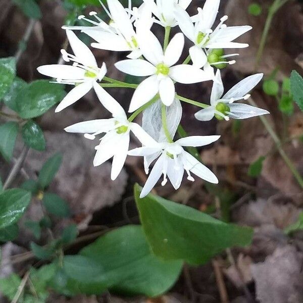 Allium ursinum Virág