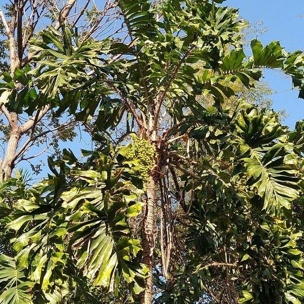 Bactris gasipaes 葉