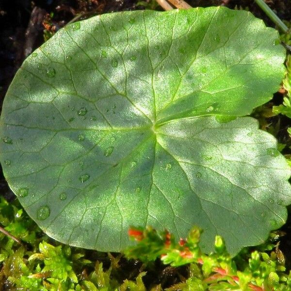 Oxyria digyna Leaf