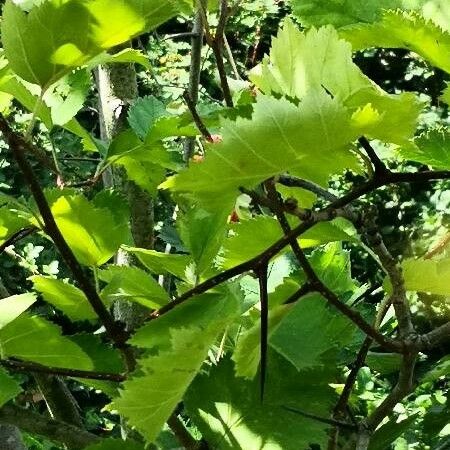 Crataegus coccinea Blad