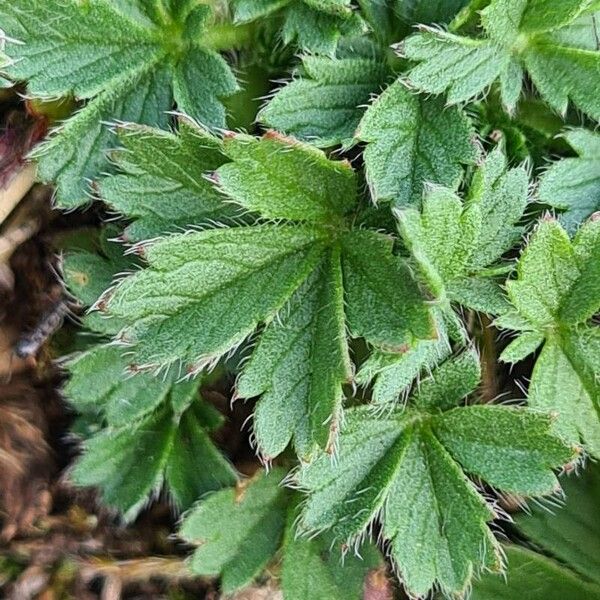 Potentilla crantzii Лист